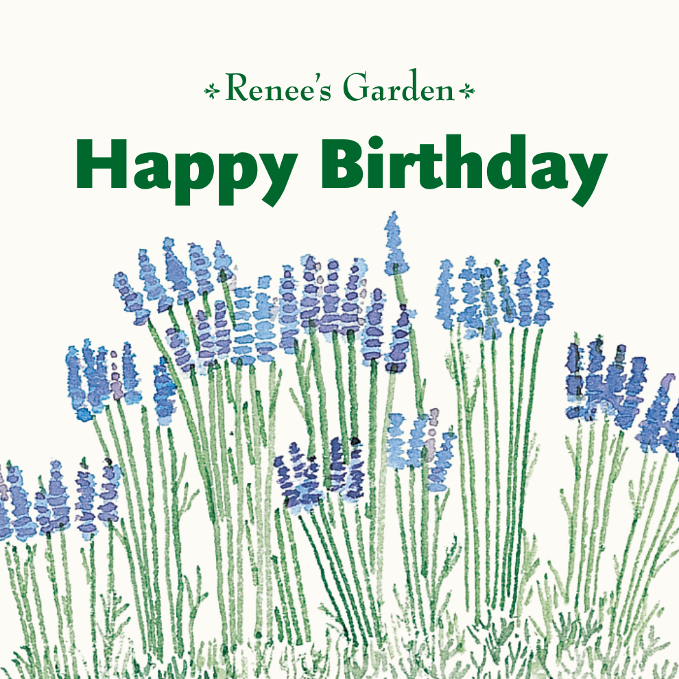 Happy Birthday (lavender)