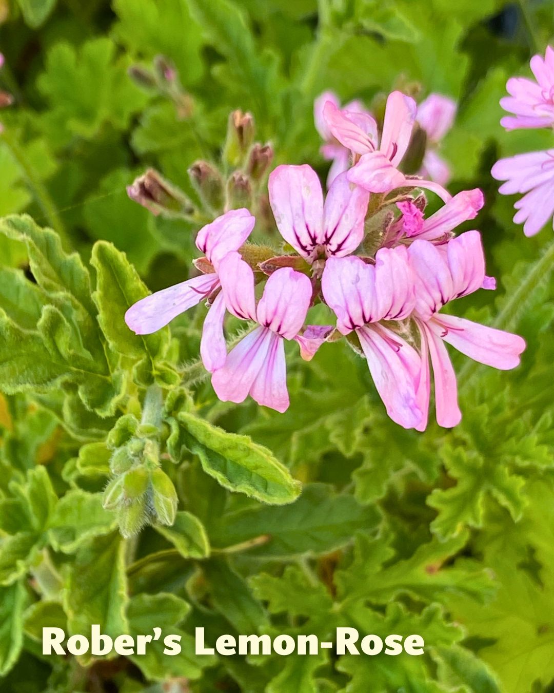 lemon geranium seeds Scented Geraniums