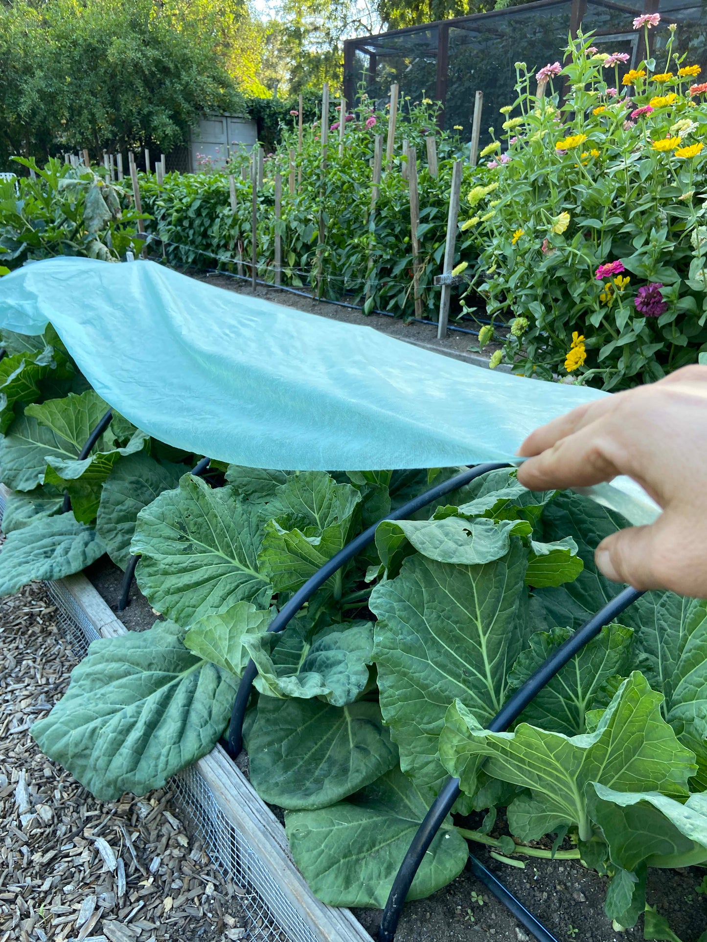 Agryl Floating Row Cover