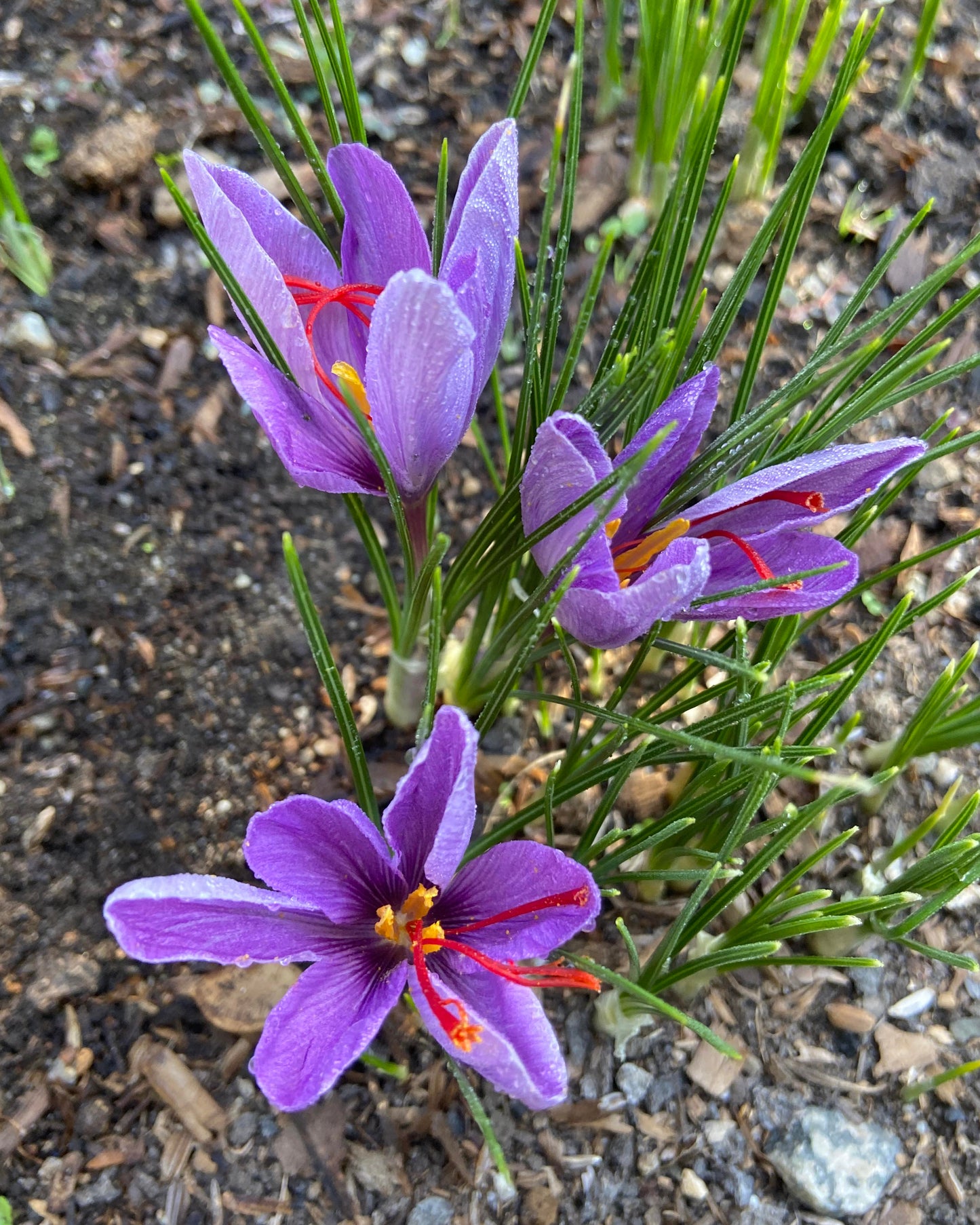 Saffron Bulbs - Saffron Crocus Bulbs
