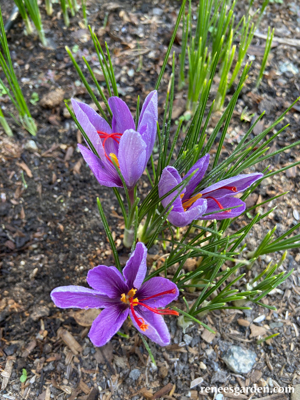 saffron flower seeds price Saffron Bulbs