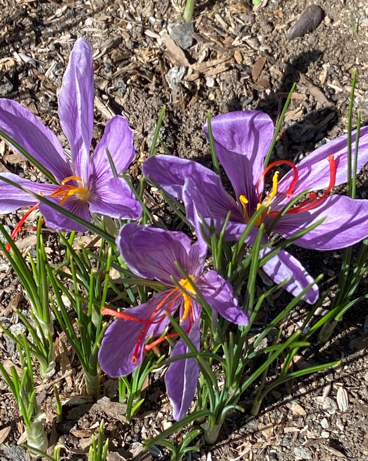 Saffron Bulbs - Saffron Crocus Bulbs
