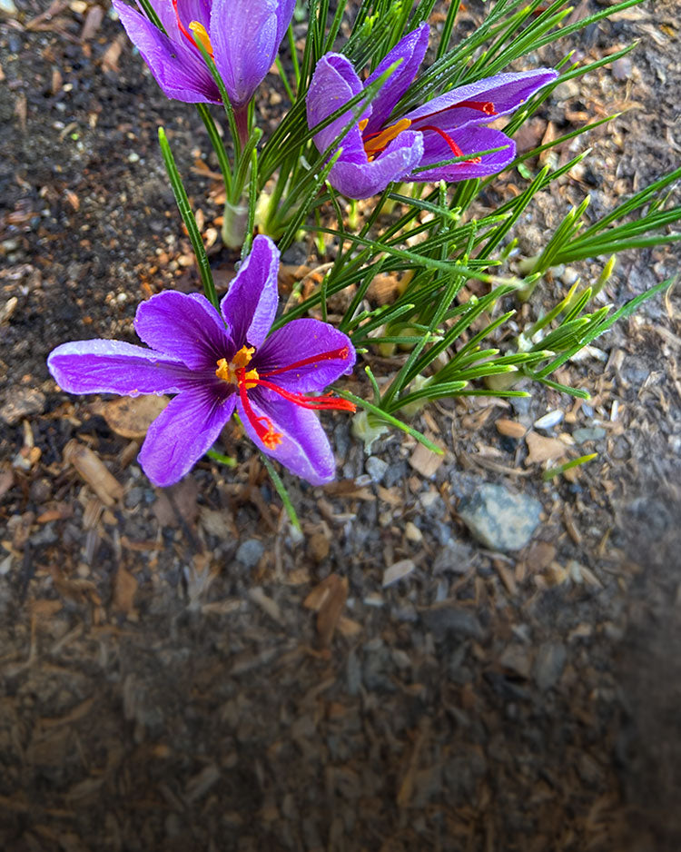 Renee's Garden