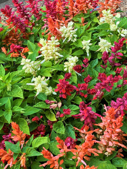 Hummingbird Salvia - Firelight Mix
