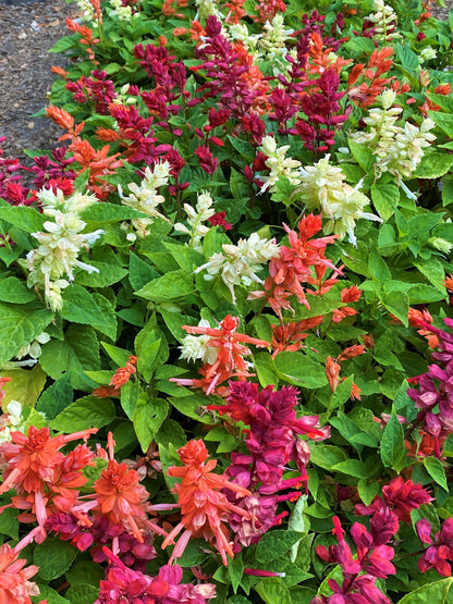 Hummingbird Salvia - Firelight Mix