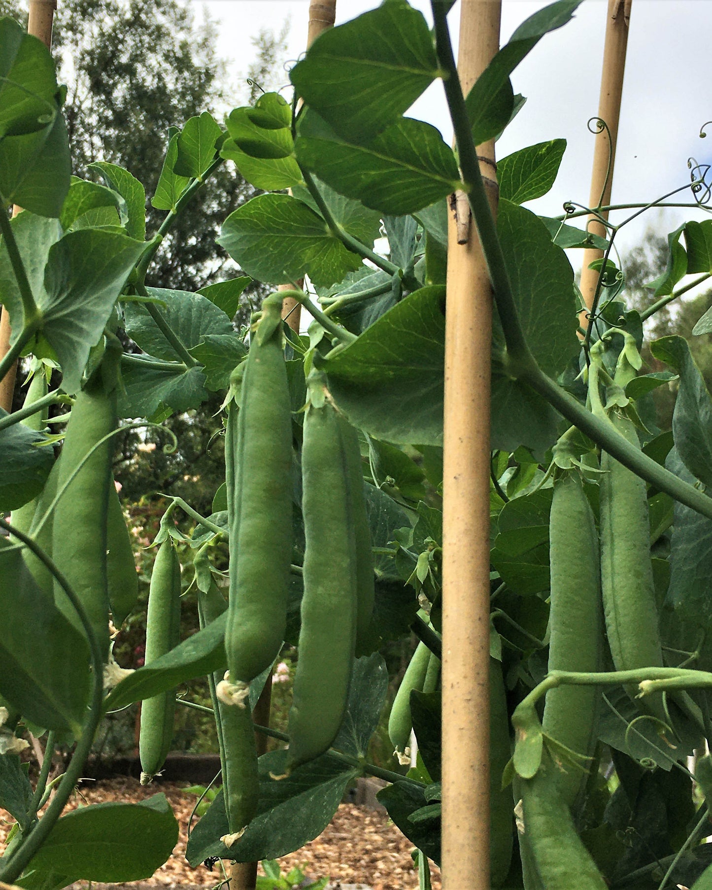 Shelling Peas - Sabre