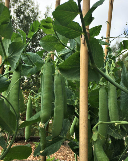 Shelling Peas - Sabre