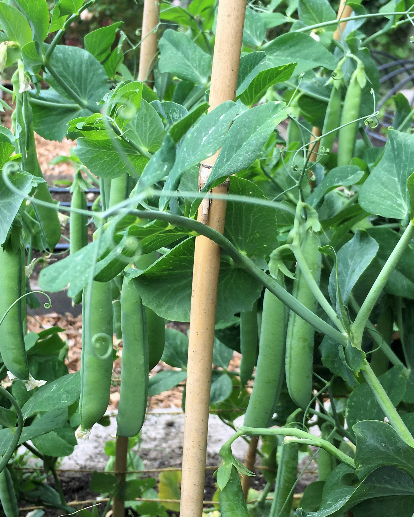 Shelling Peas - Sabre