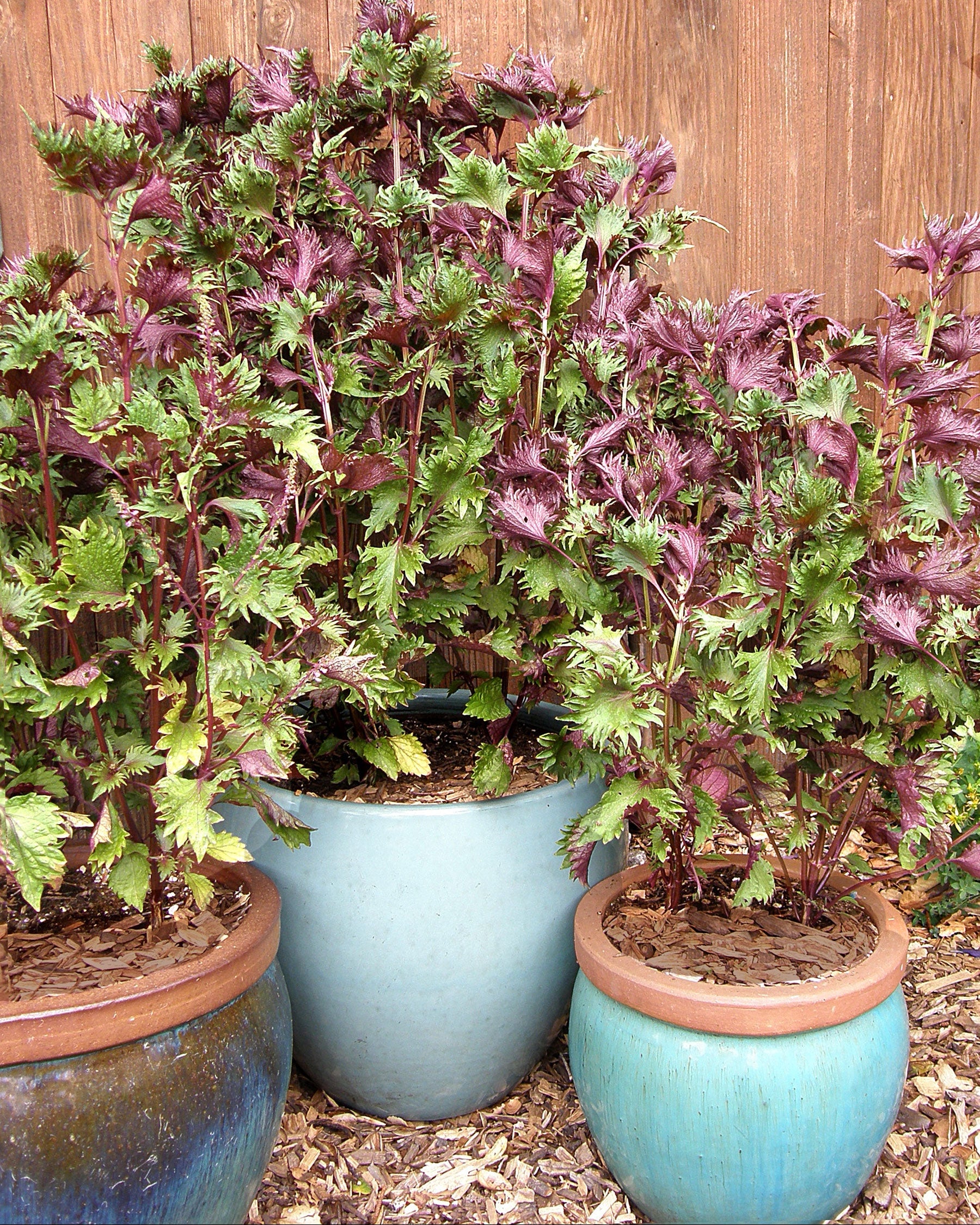 Bicolored Shiso' Ornamental Edibles – Renee's Garden