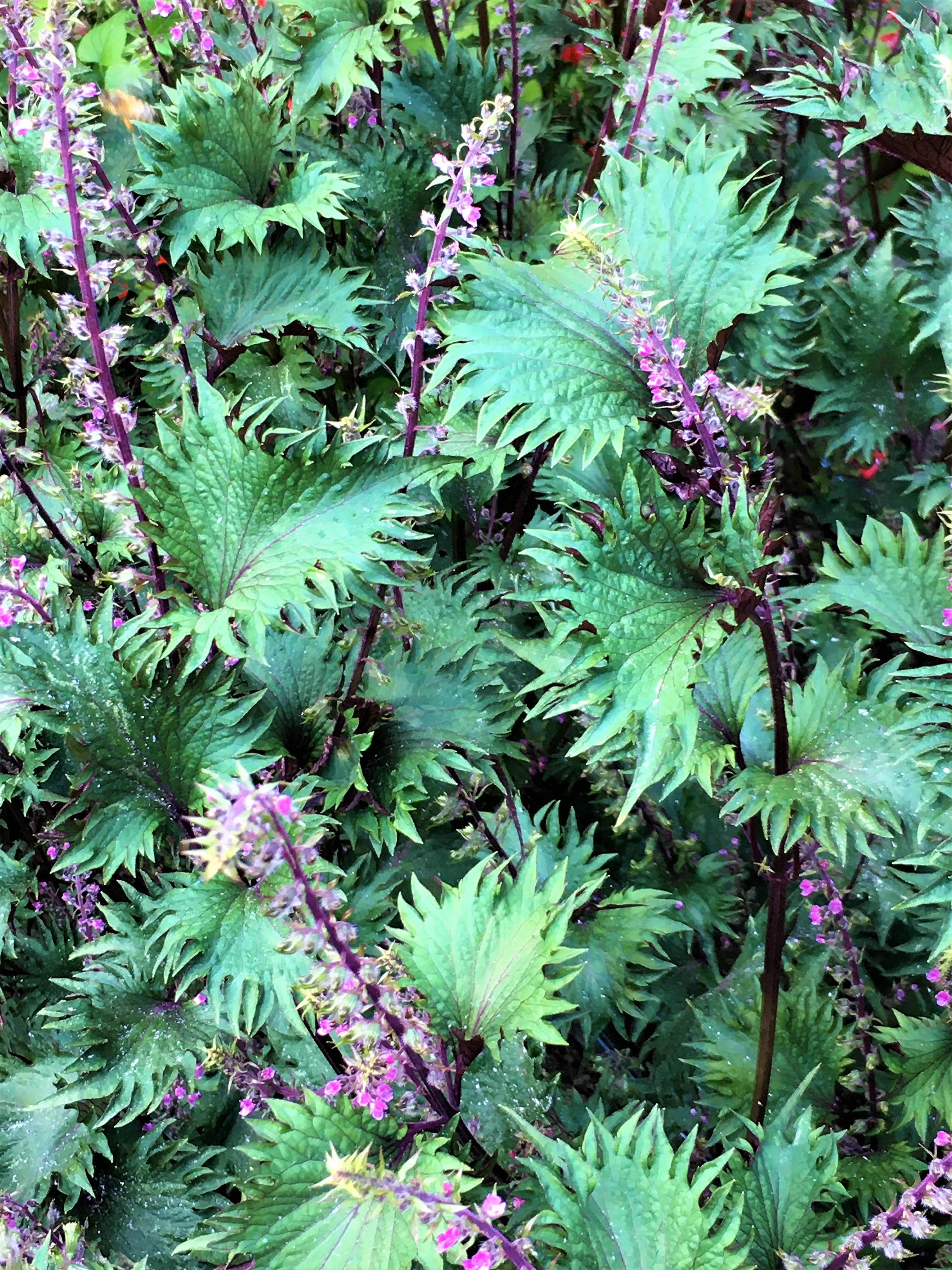 Bicolored Shiso' Ornamental Edibles – Renee's Garden