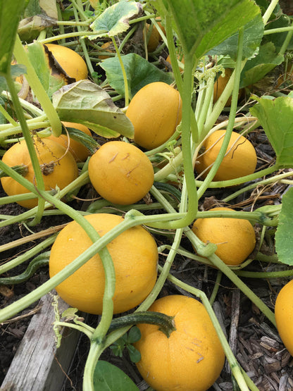 Squash Winter - Baby Spaghetti - Winter Squash