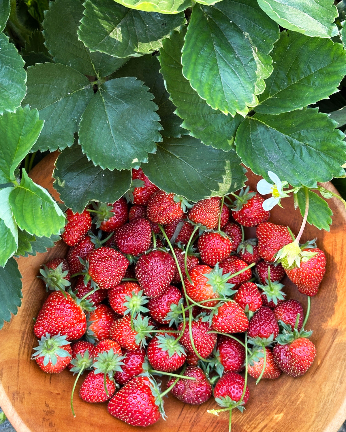 Strawberry Plants - Sparkle June-Bearing
