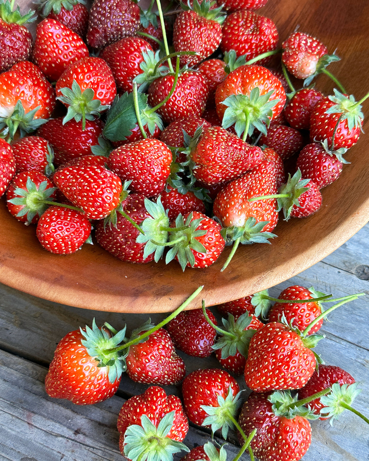 Strawberry Plants - Sparkle June-Bearing