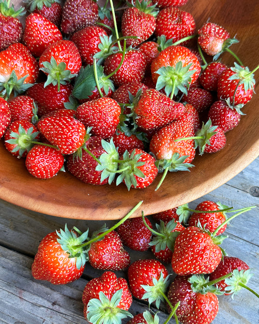 Strawberry Plants - Sparkle June-Bearing