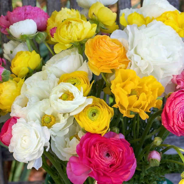 Flowers | Ranunculus special mixes | Renee's Garden Seeds
