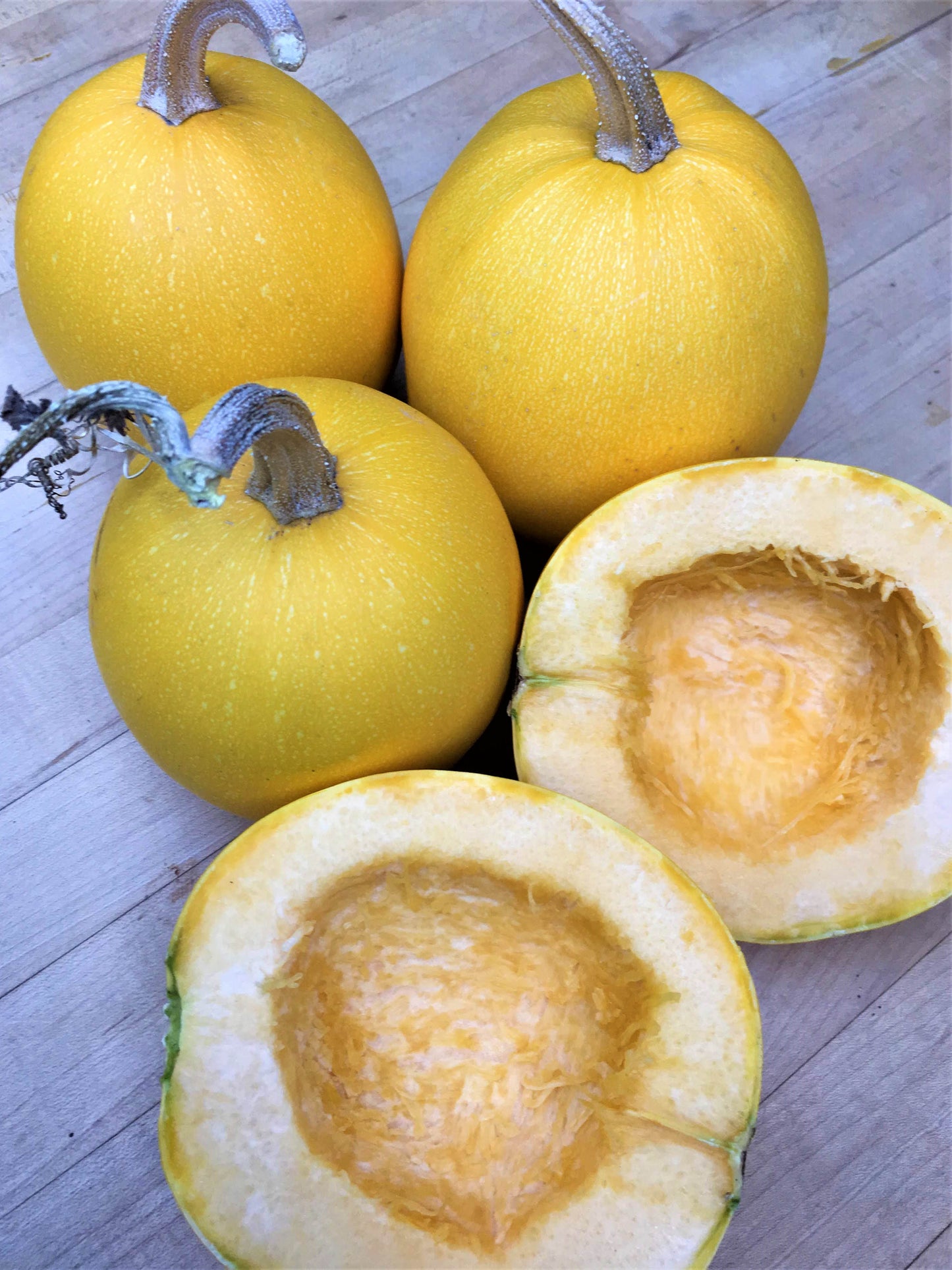 Squash Winter - Baby Spaghetti - Winter Squash