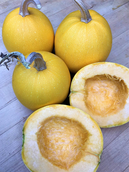 Squash Winter - Baby Spaghetti - Winter Squash