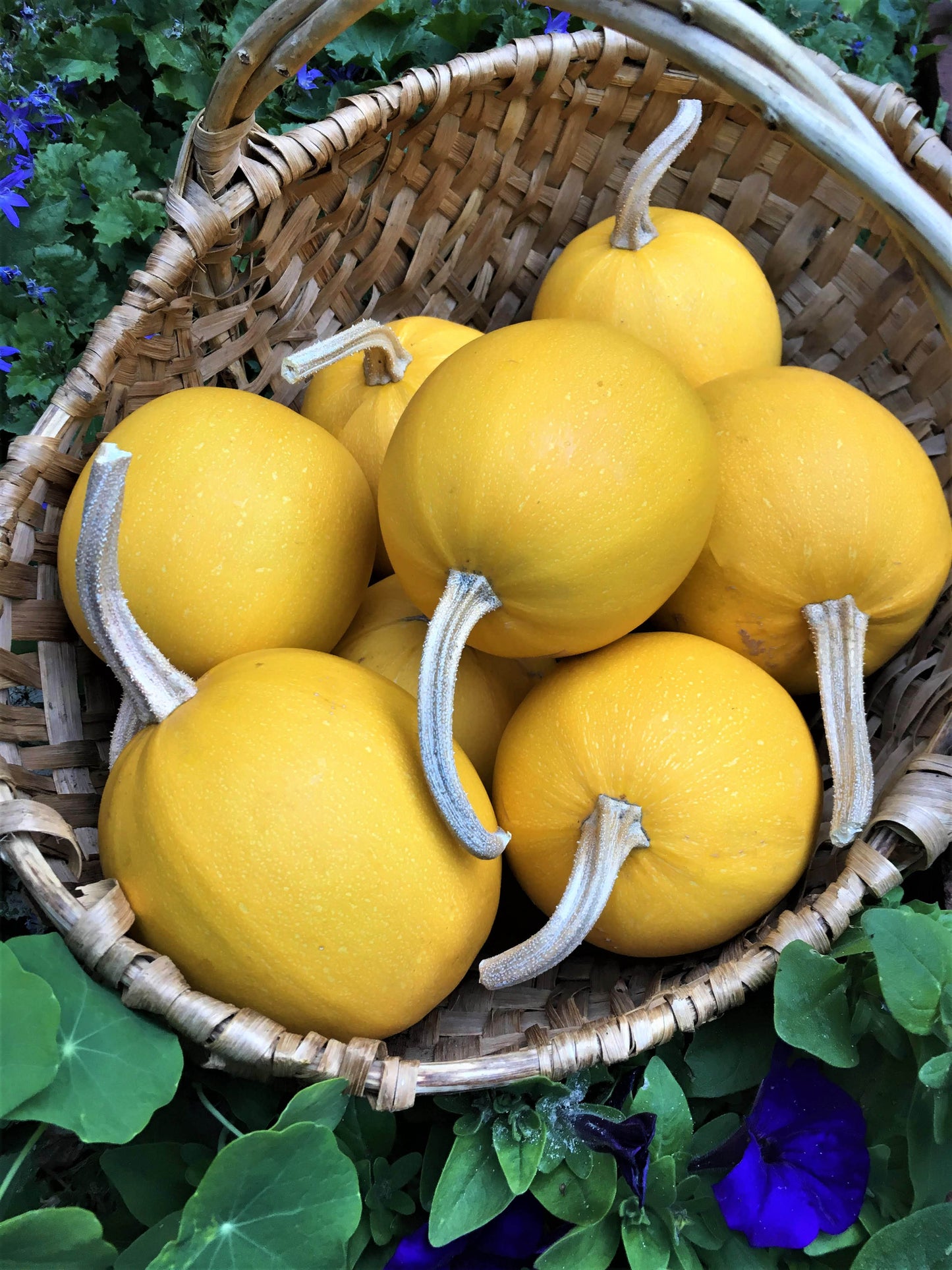 Squash Winter - Baby Spaghetti - Winter Squash
