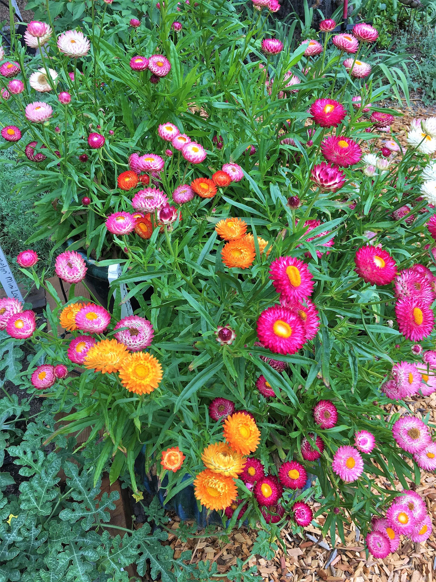 Dwarf Strawflower - Rainbow Bouquet