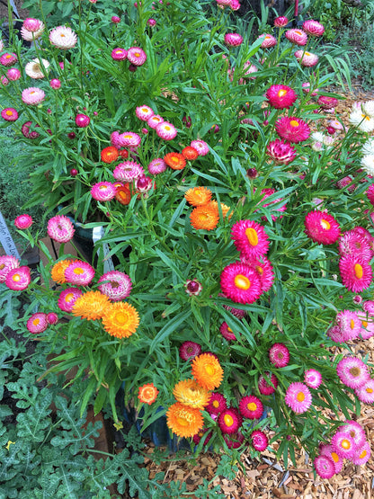 Dwarf Strawflower - Rainbow Bouquet