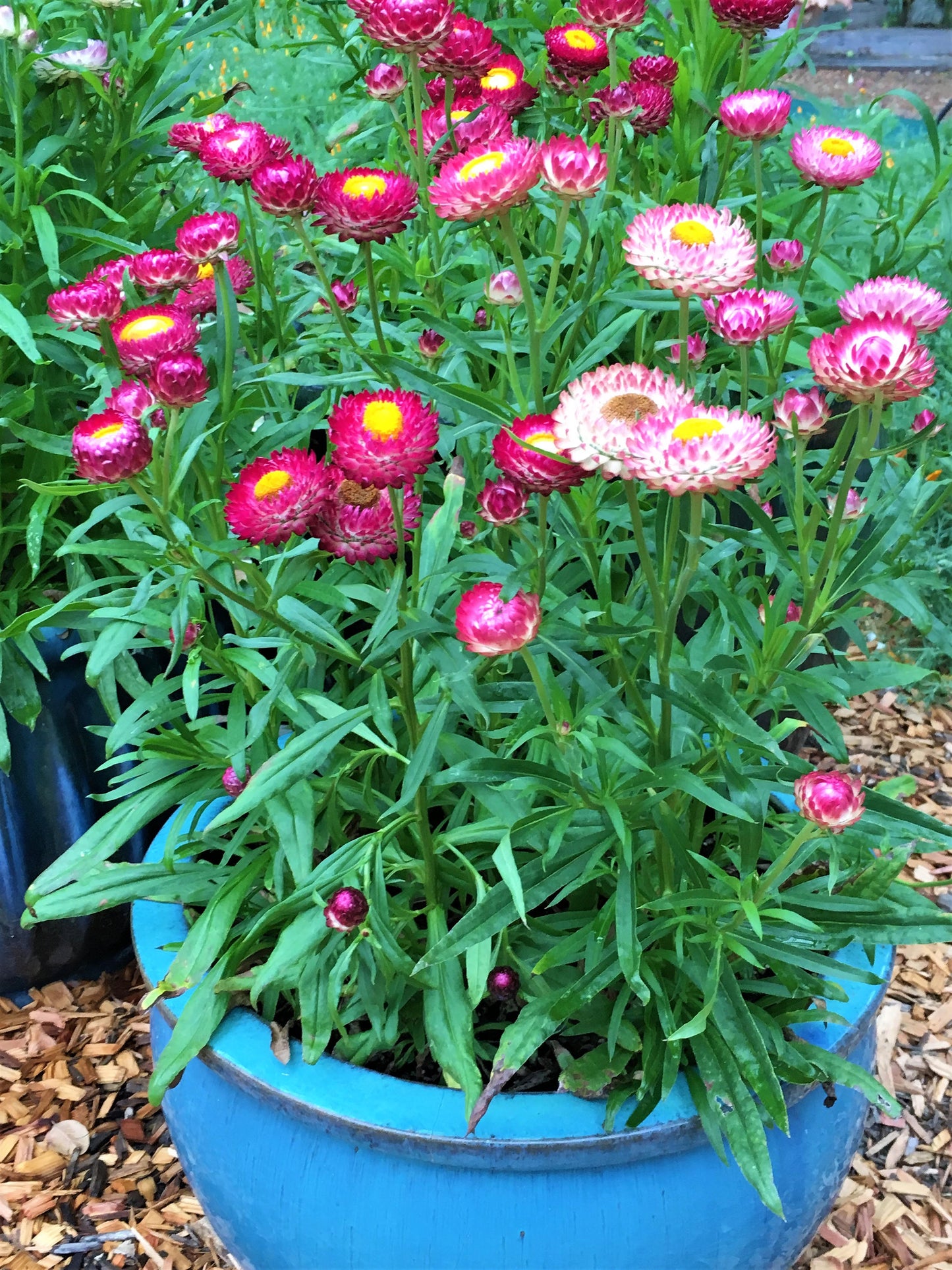 Dwarf Strawflower - Rainbow Bouquet