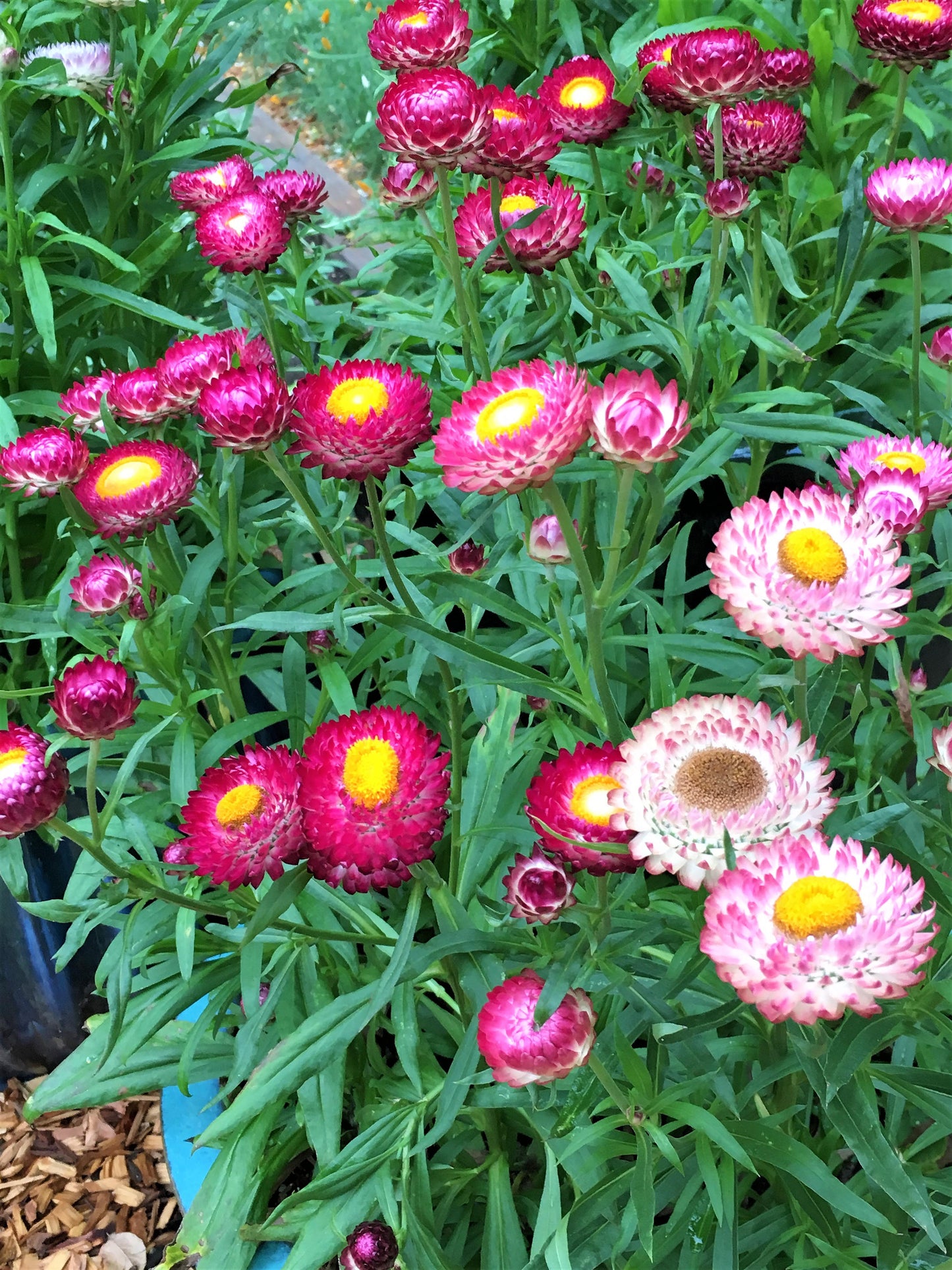 Dwarf Strawflower - Rainbow Bouquet