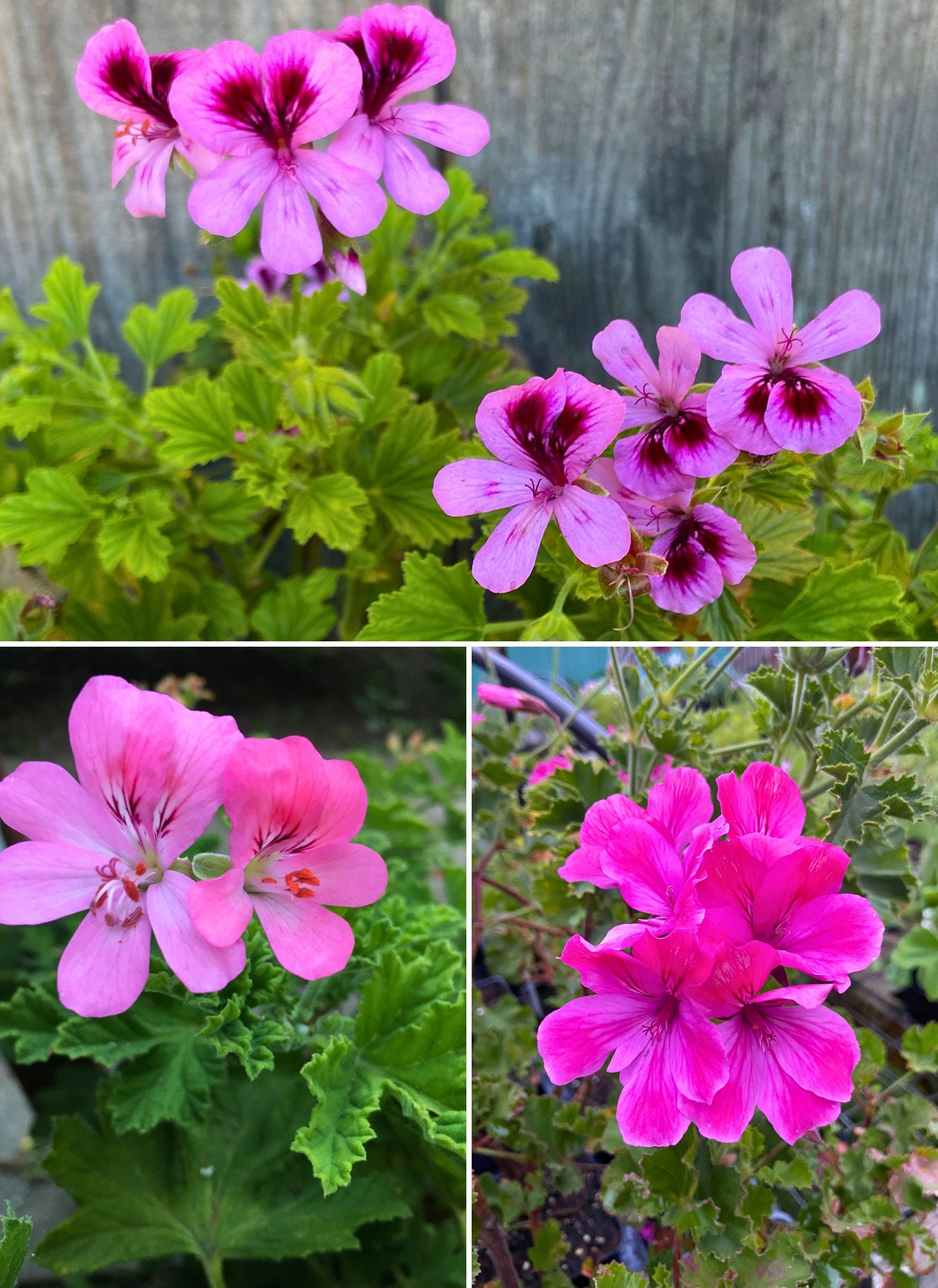 Scented Geraniums – Renee's Garden