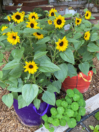 planting pots cheap Smart Pots – Renee's Garden
