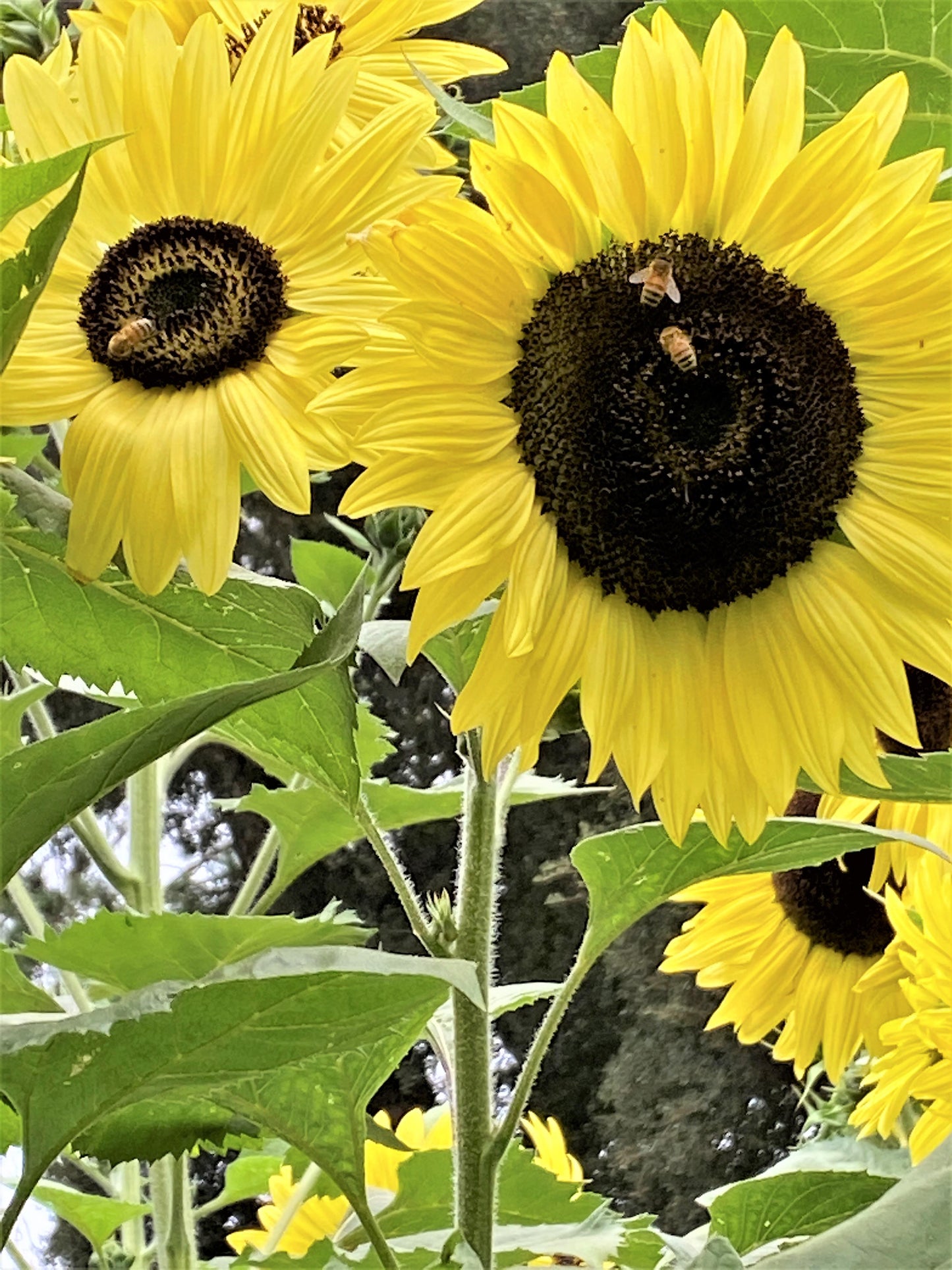 Pollinator Sunflowers - Lemon Queen