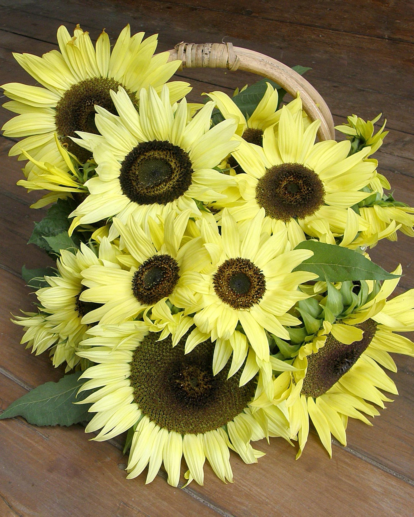 Pollinator Sunflowers - Lemon Queen