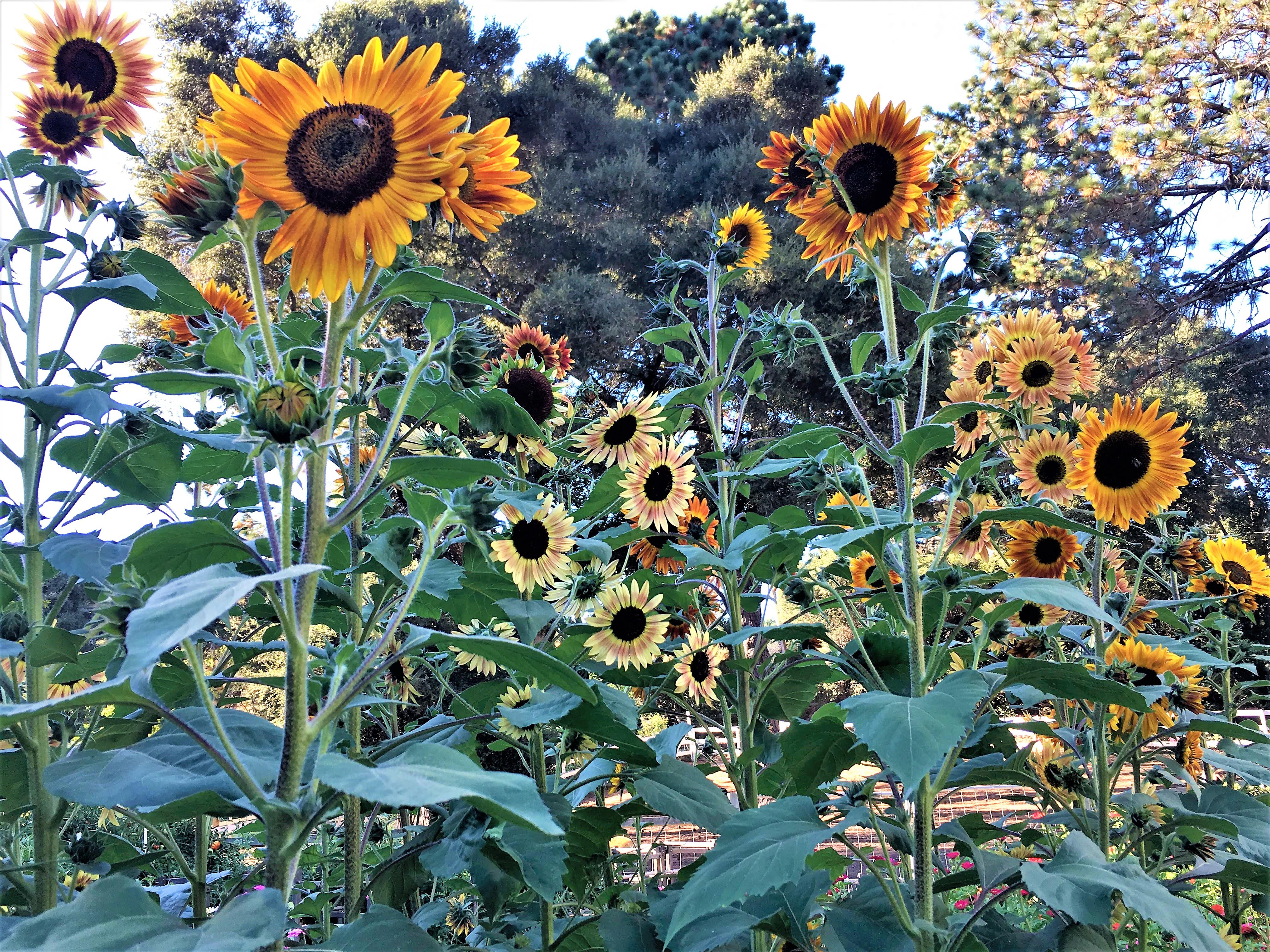 Paintbox Bouquet' Pollinator & Songbird Sunflowers – Renee's Garden