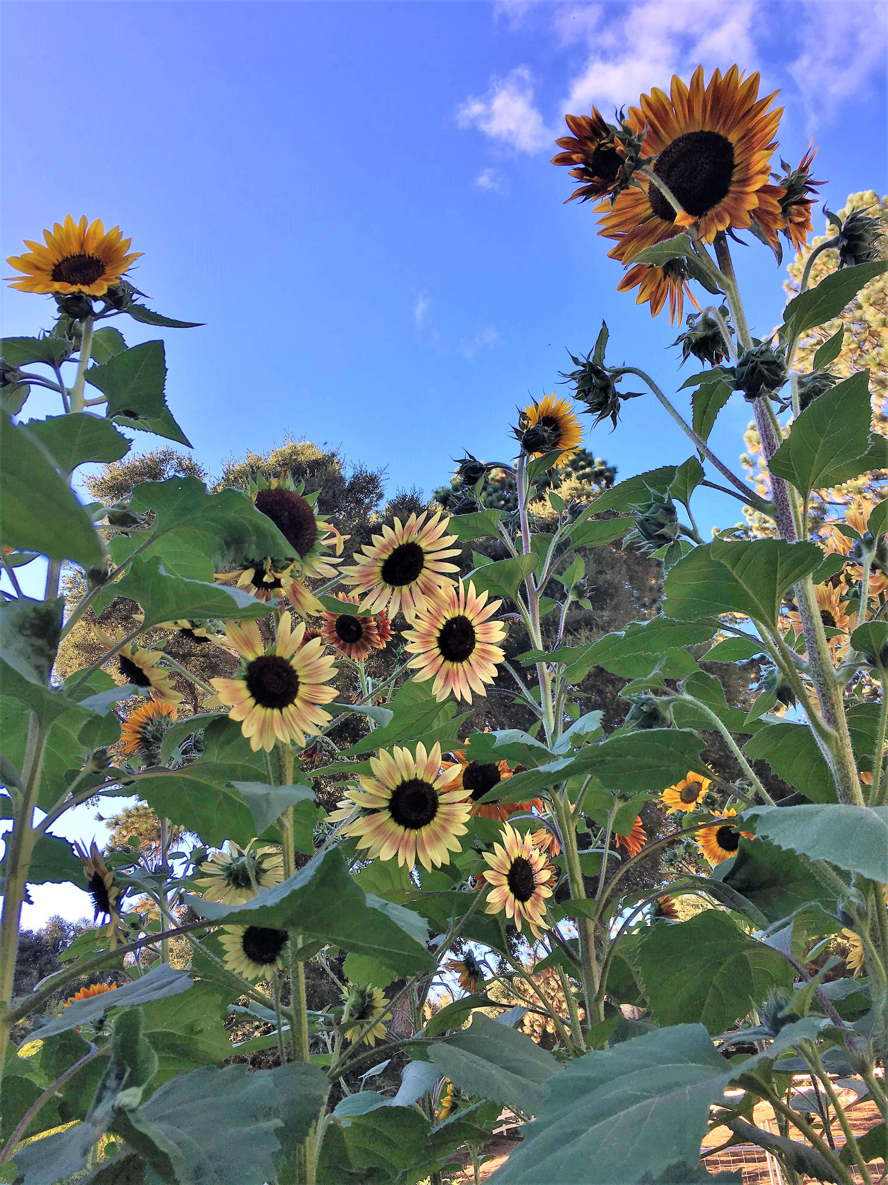 Paintbox Bouquet' Pollinator & Songbird Sunflowers – Renee's Garden
