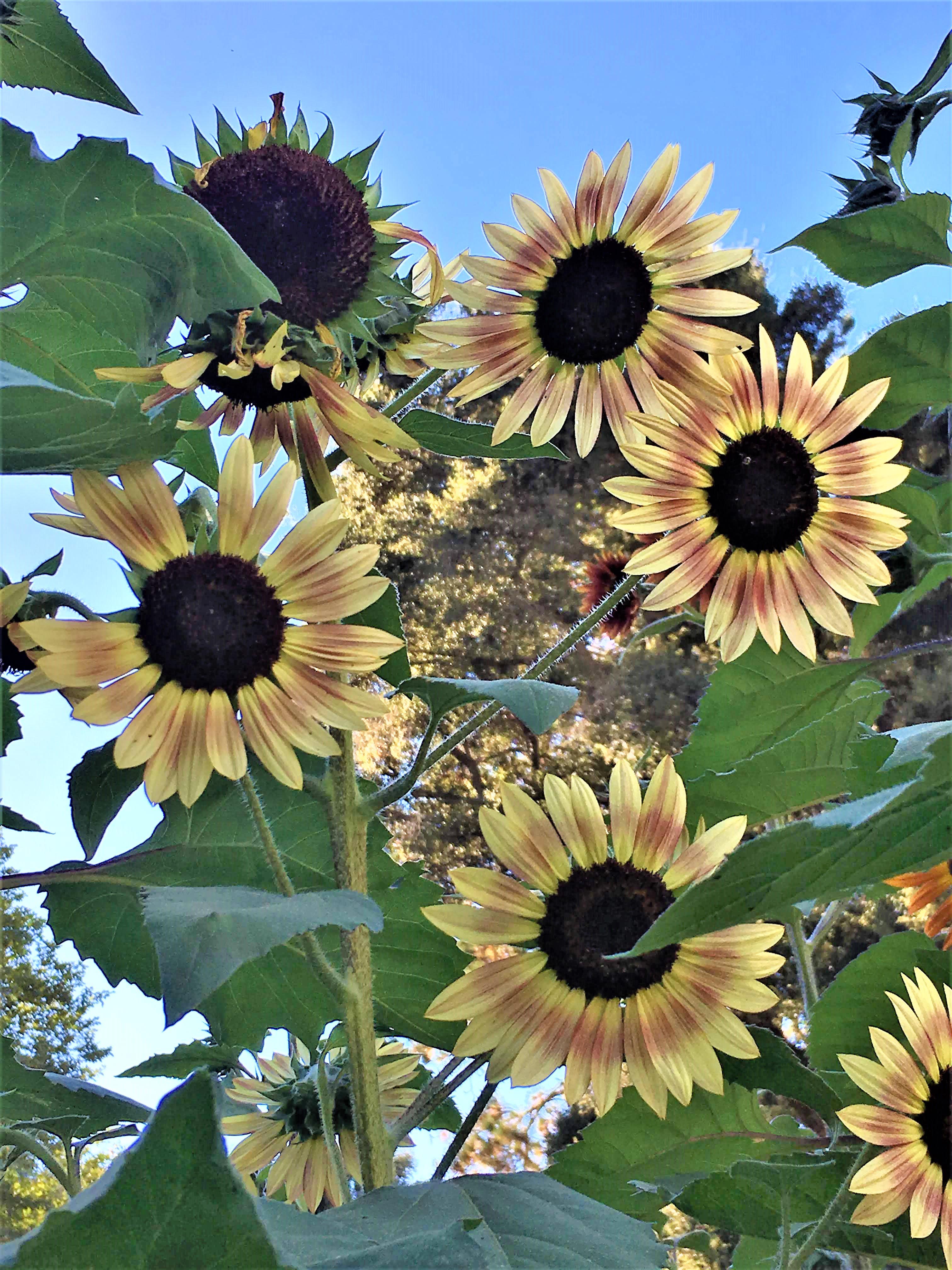 Paintbox Bouquet' Pollinator & Songbird Sunflowers – Renee's Garden