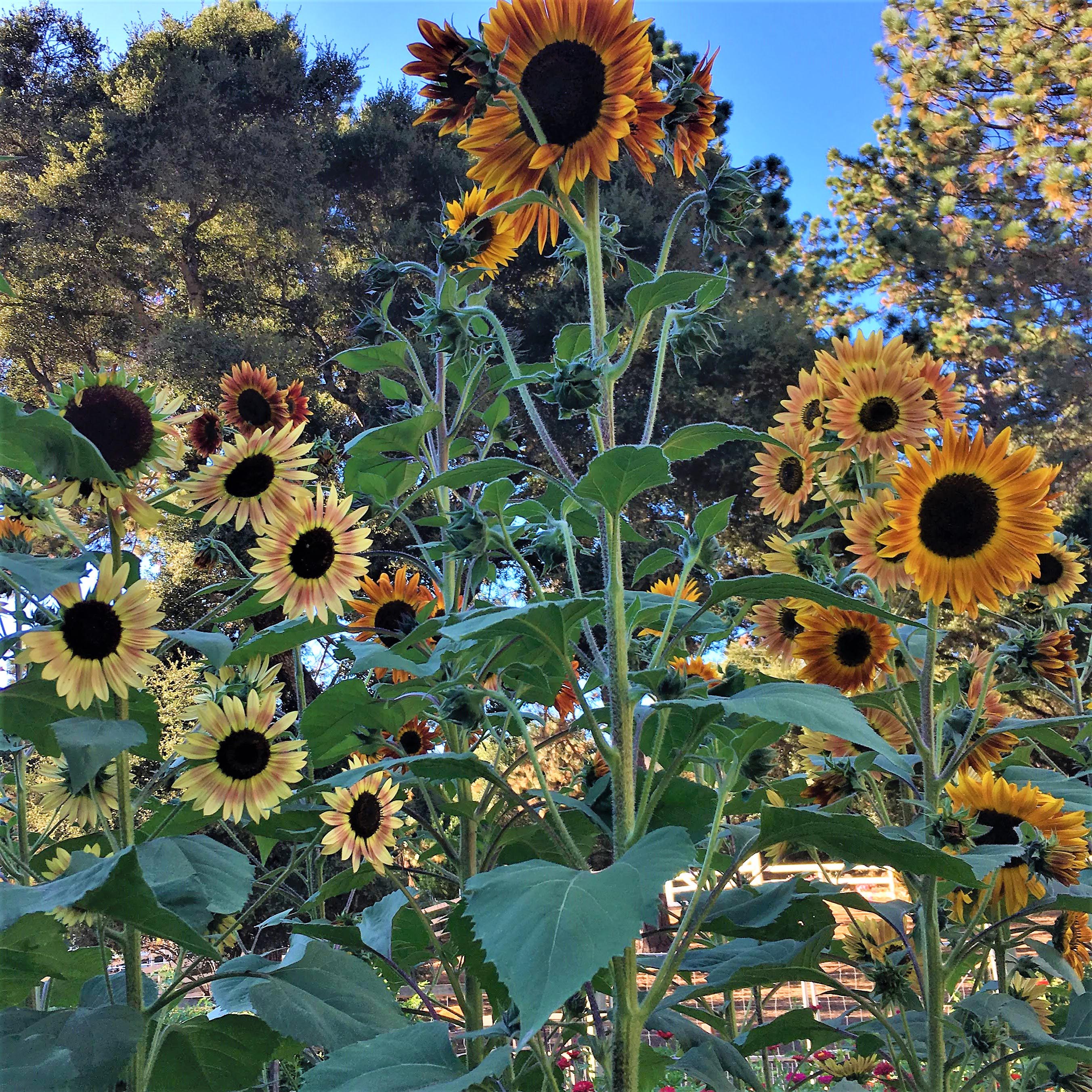 Paintbox Bouquet' Pollinator & Songbird Sunflowers – Renee's Garden