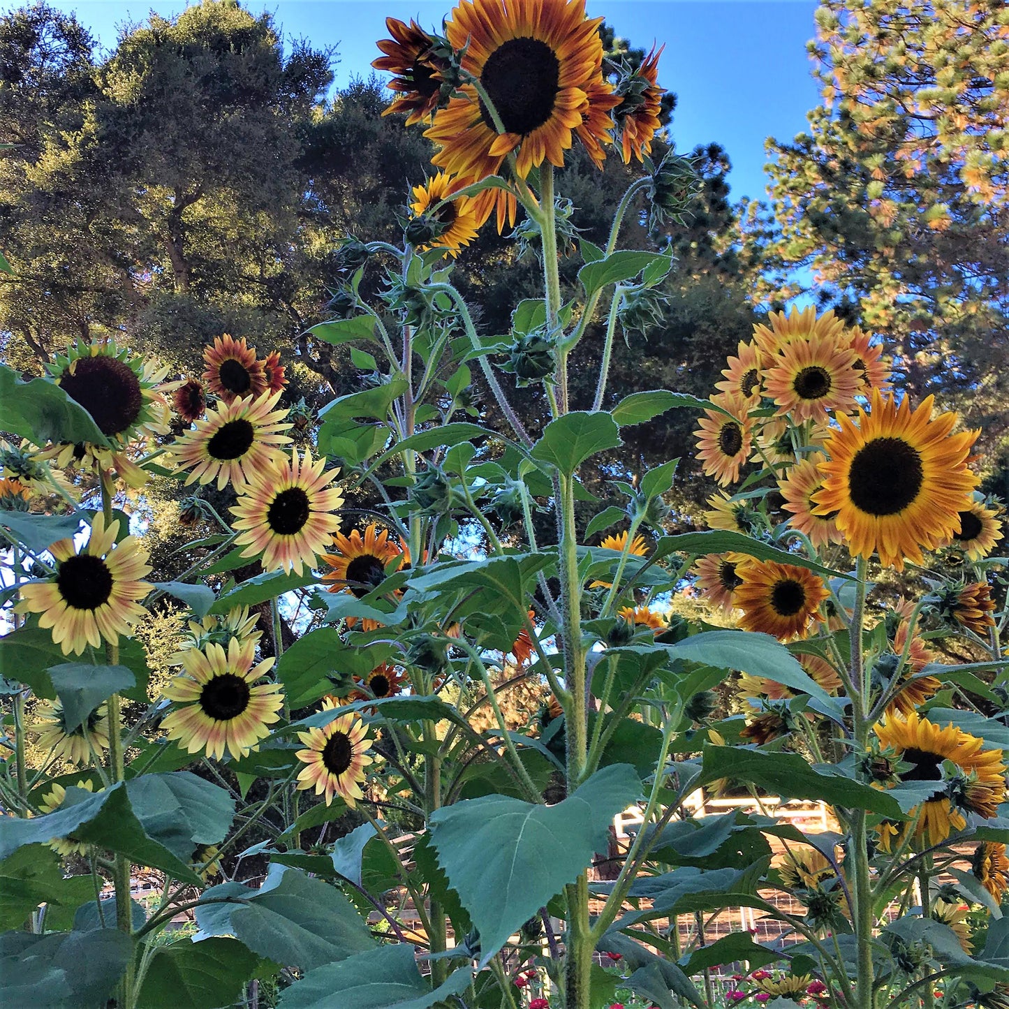 Pollinator & Songbird Sunflowers - Paintbox Bouquet Organic