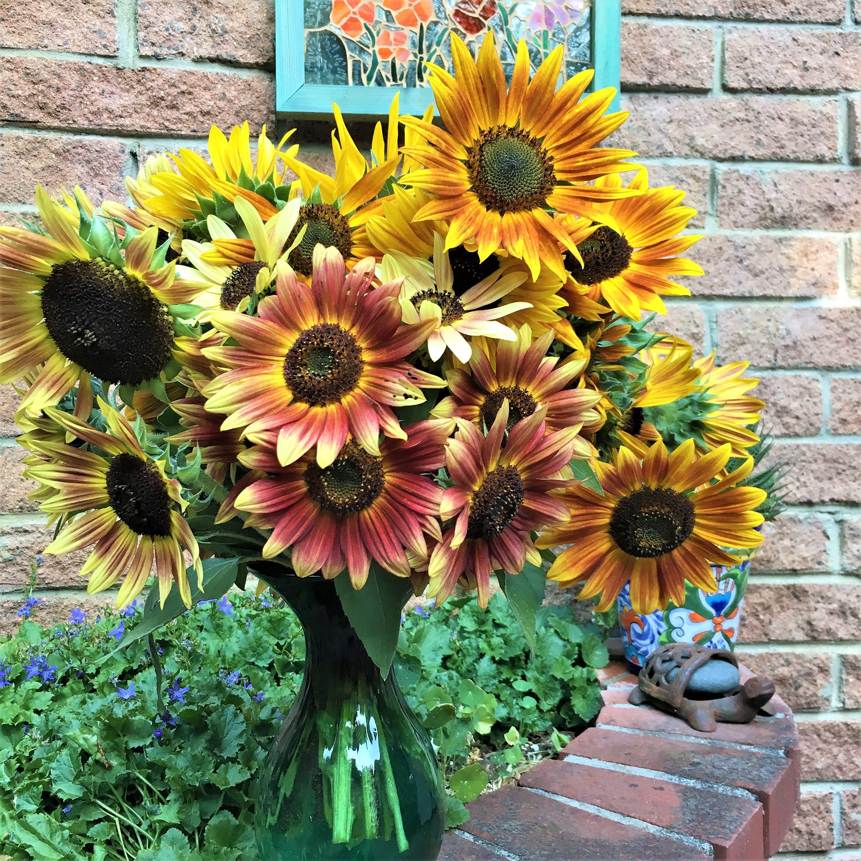 Paintbox Bouquet' Pollinator & Songbird Sunflowers – Renee's Garden