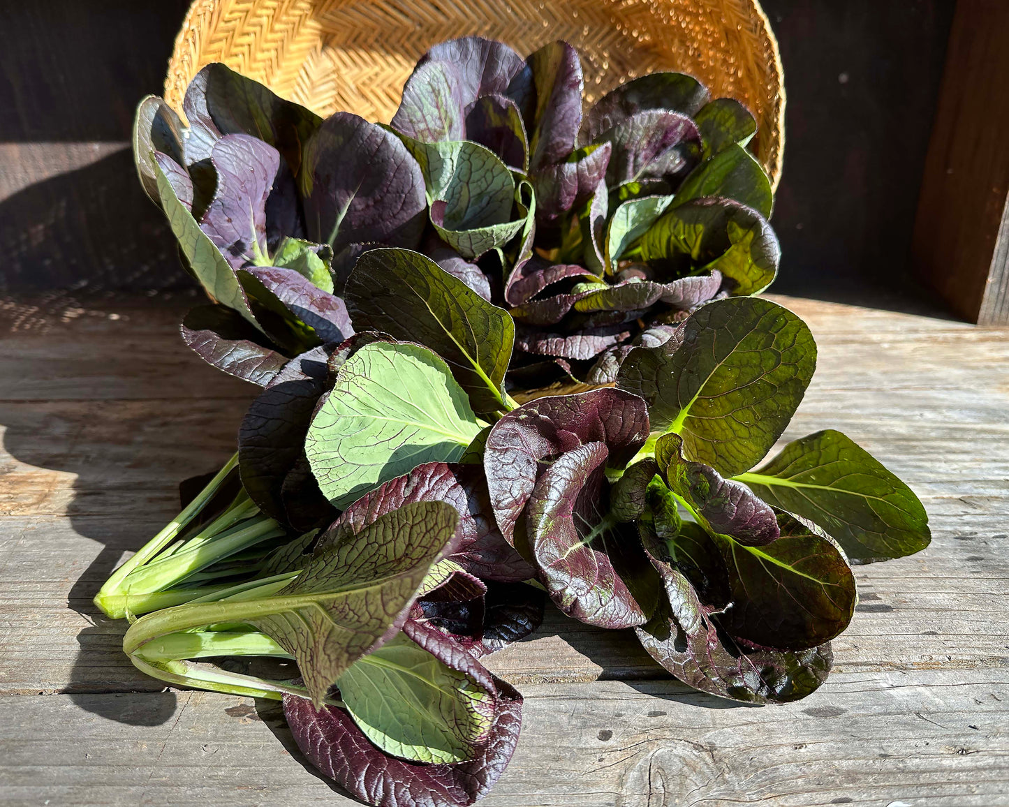 Asian Greens - Scarlet Red Tatsoi Organic