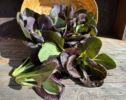 Asian Greens - Scarlet Red Tatsoi Organic