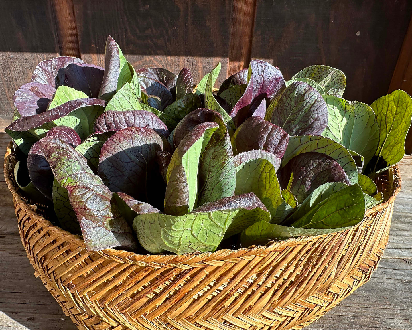 Asian Greens - Scarlet Red Tatsoi Organic