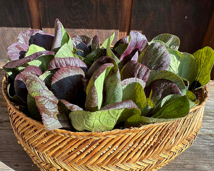 Asian Greens - Scarlet Red Tatsoi Organic