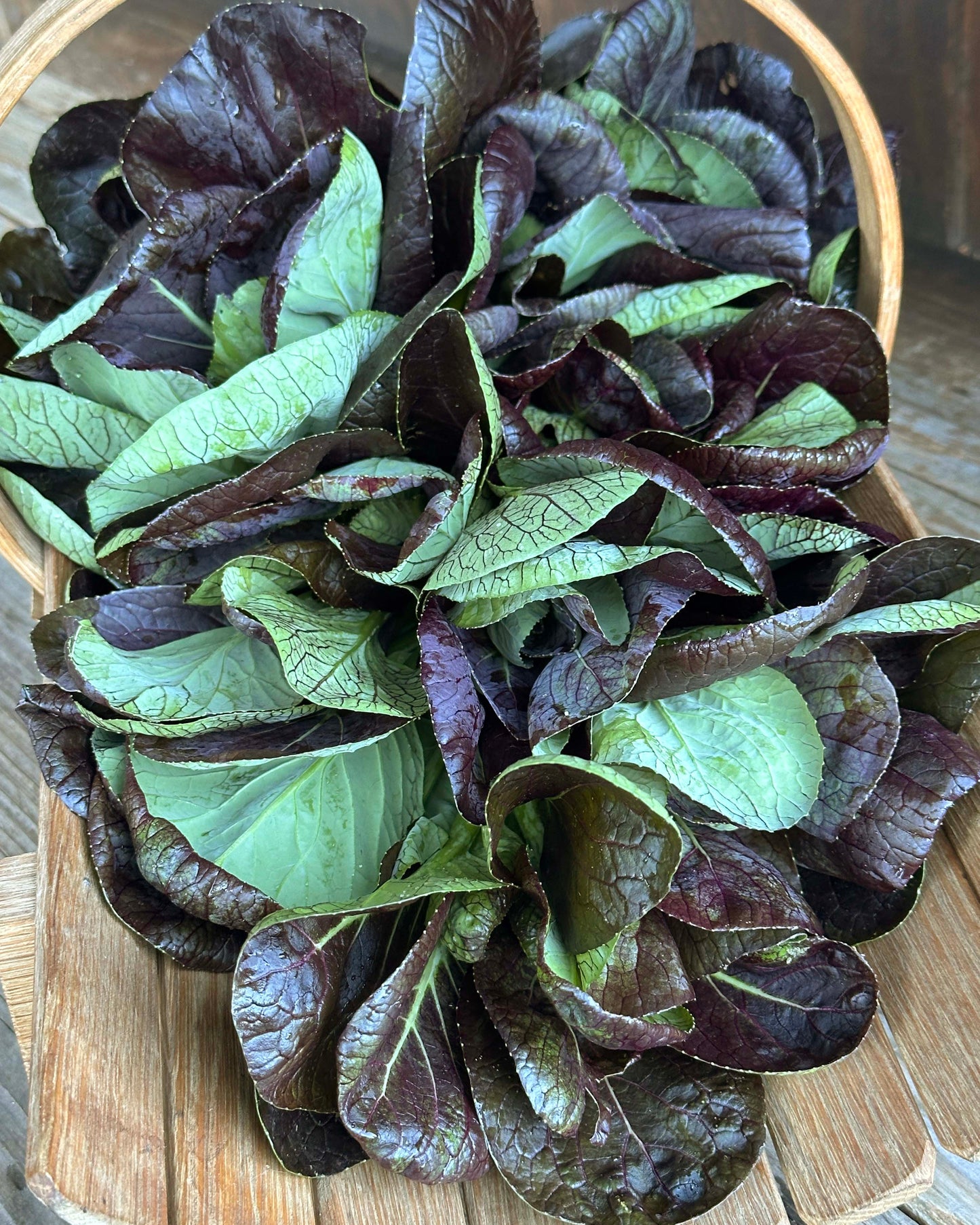 Asian Greens - Scarlet Red Tatsoi Organic