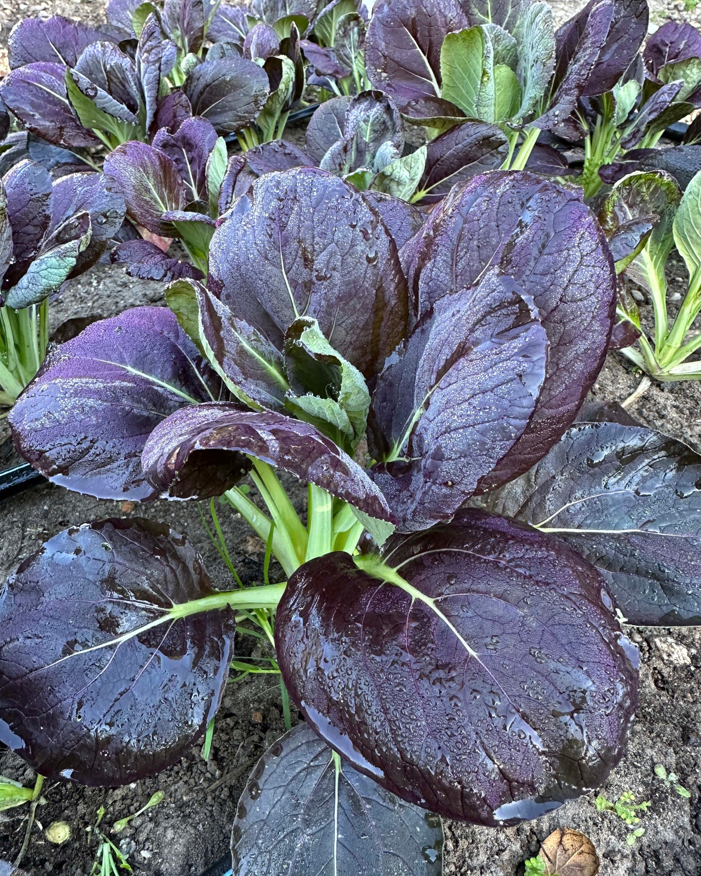 Asian Greens - Scarlet Red Tatsoi Organic