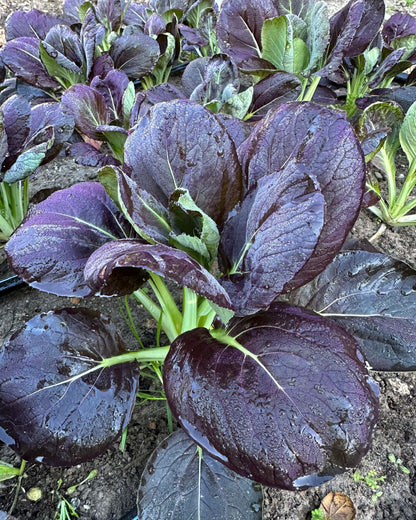 Asian Greens - Scarlet Red Tatsoi Organic