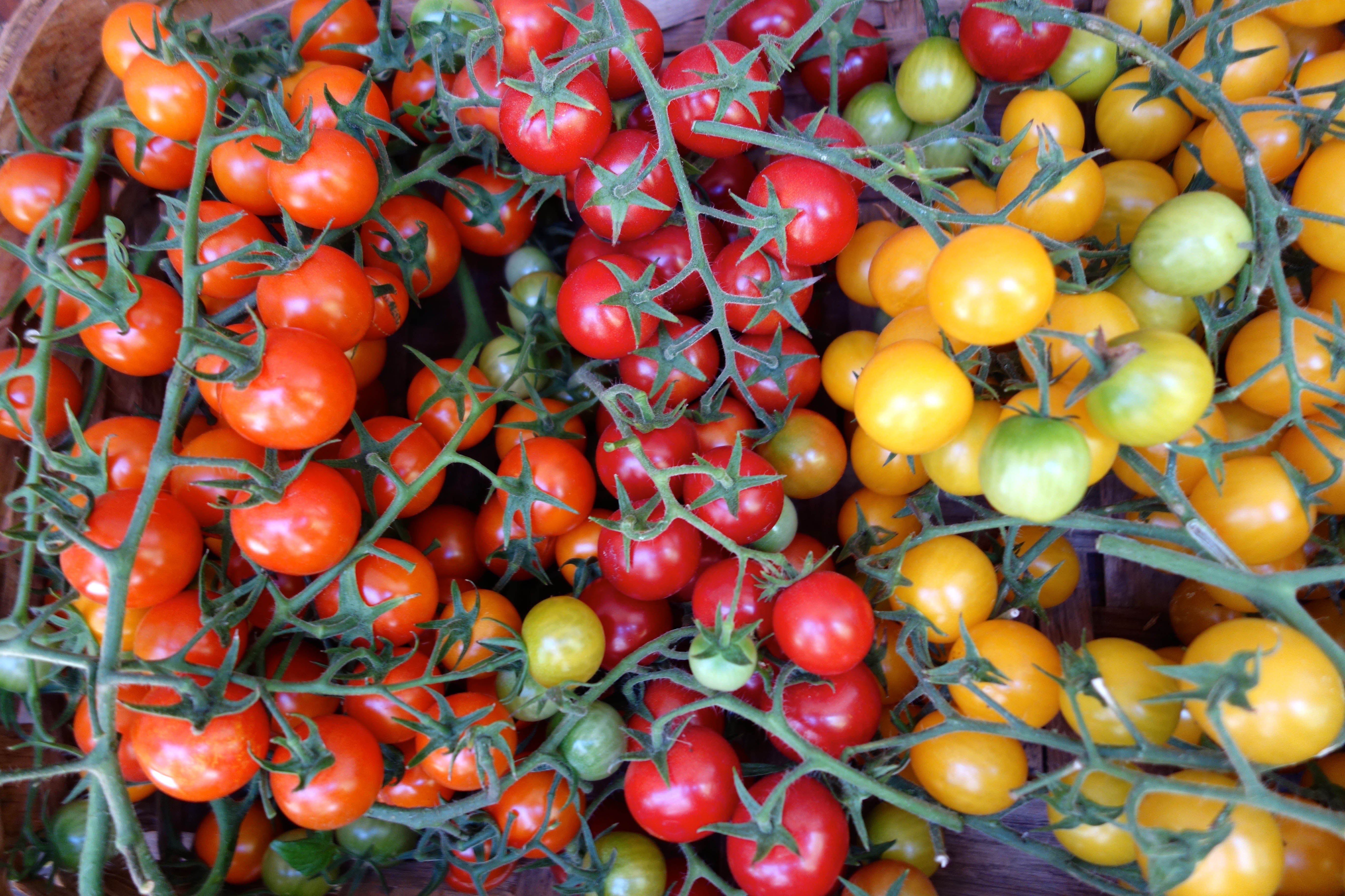Garden Candy' Tricolor Cherry Tomatoes – Renee's Garden