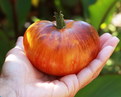 Beefsteak Tomato - Alice’s Dream