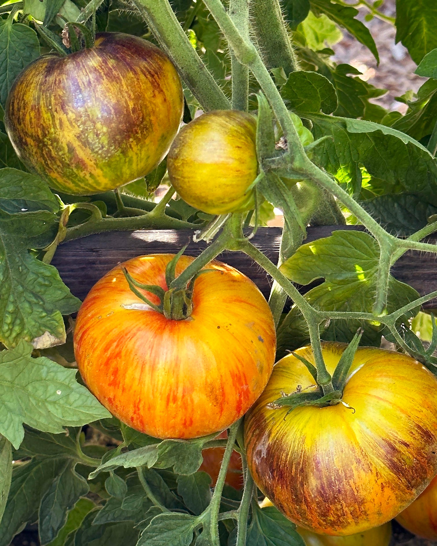 Beefsteak Tomato - Alice’s Dream
