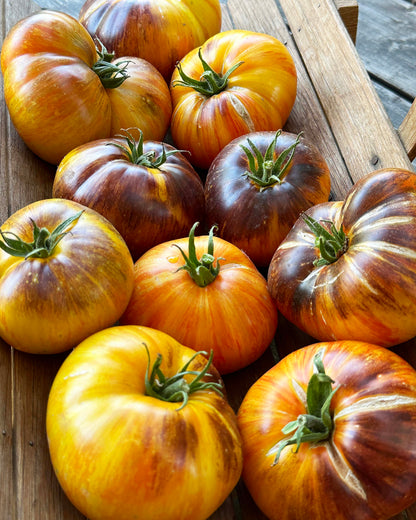 Beefsteak Tomato - Alice’s Dream