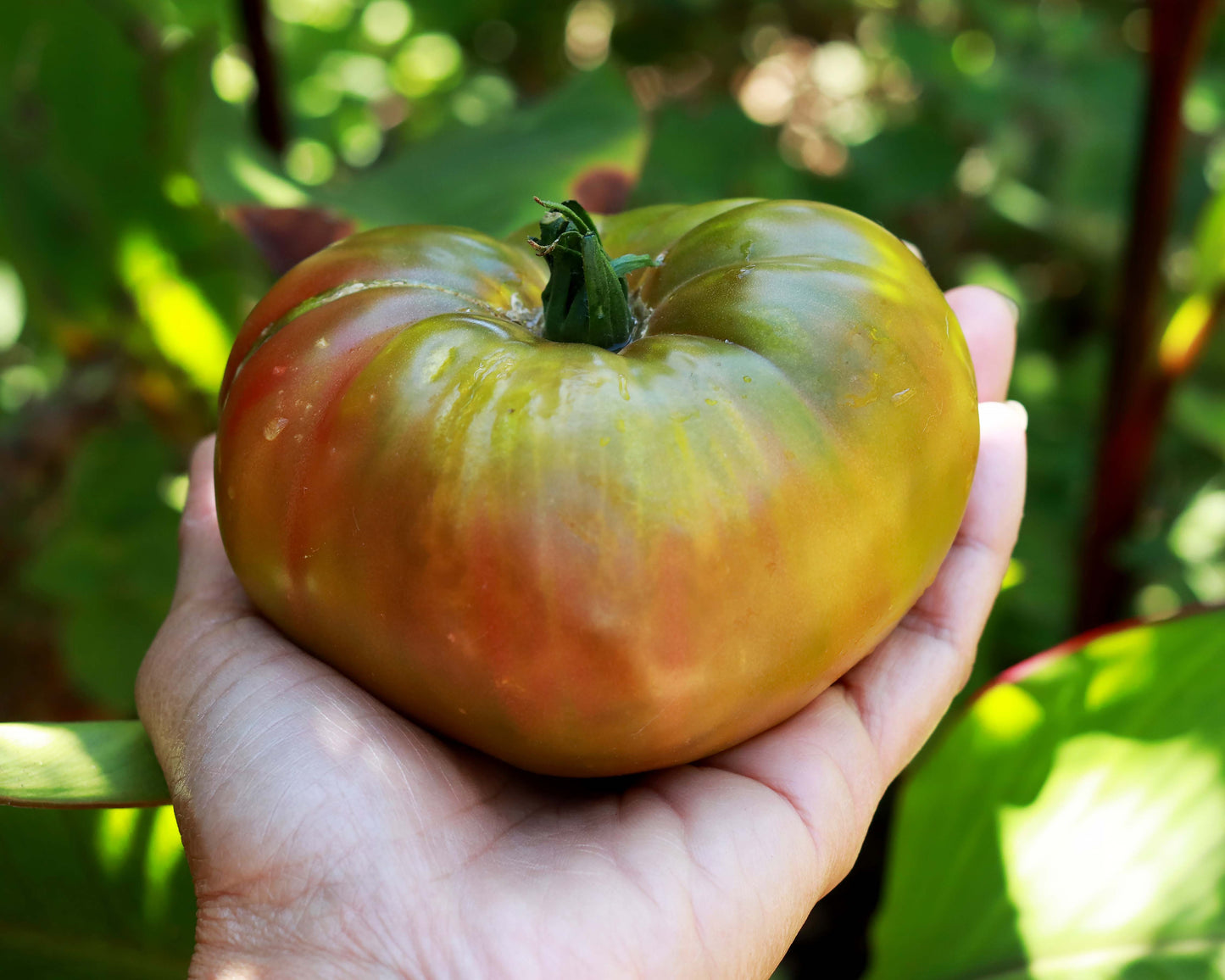 Beefsteak Tomato - Ananas Noir
