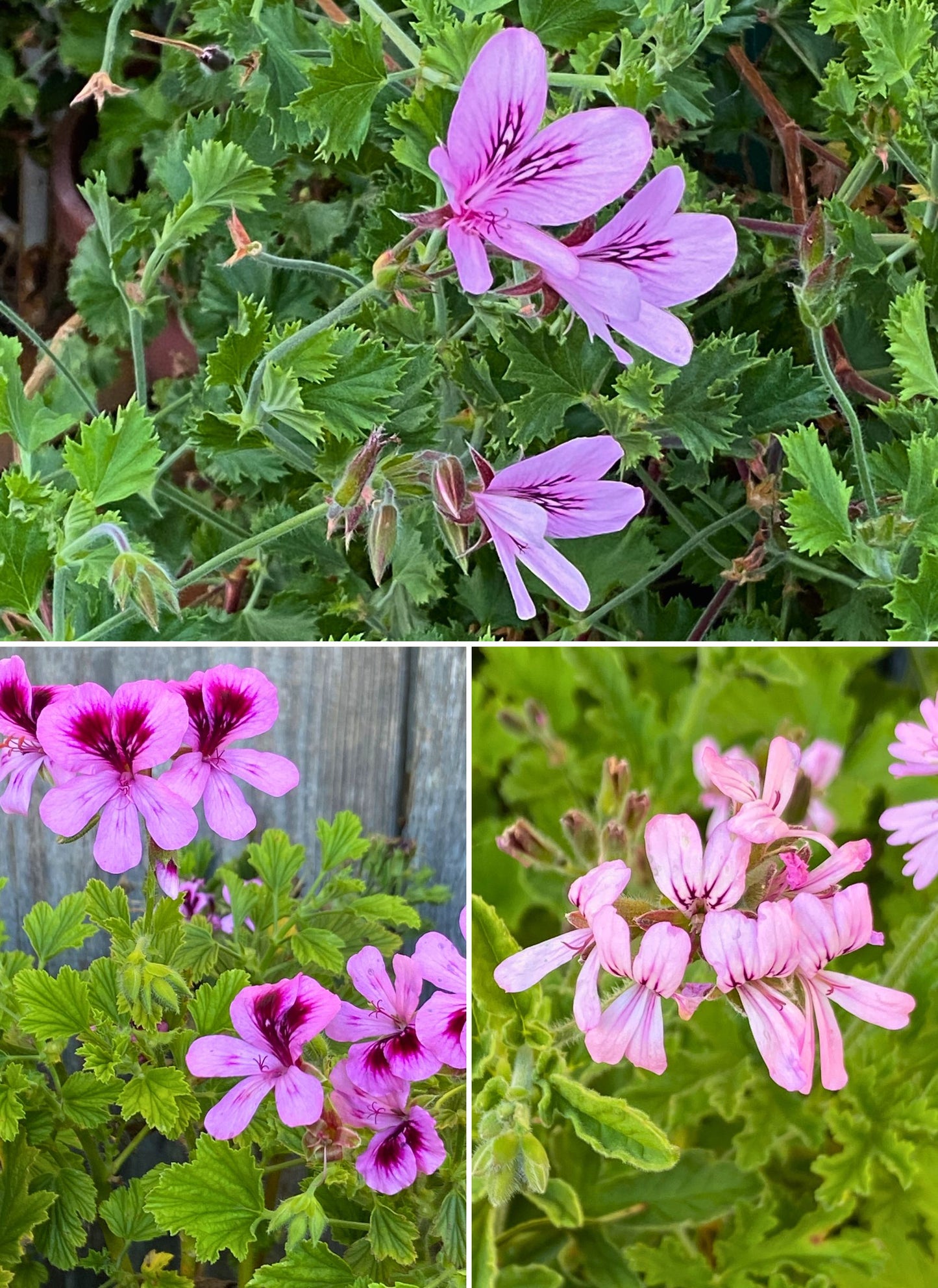 lemon scented geranium seeds Scented Geraniums
