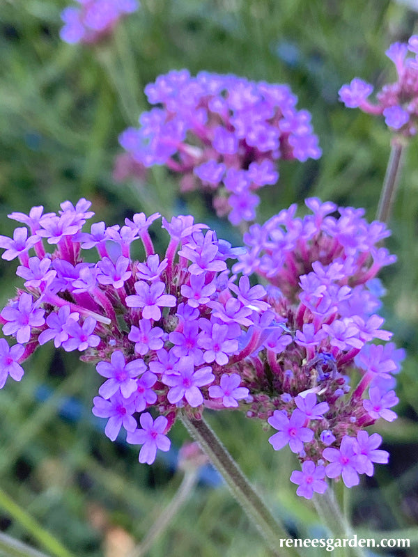 'Vanity Verbena' Pollinator Wildflowers | Renee's Garden Seeds